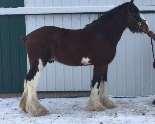 stallion Armbro Shea (Clydesdale, 2007, from 2S Shea's Argyl Hunter)