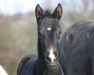 dressage horse Sugarbaby HB (German Warmblood, 2018, from Secret)