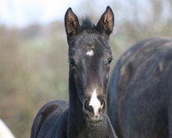 Dressurpferd Sugarbaby HB (Deutsches Reitpferd, 2018, von Secret)