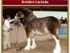 broodmare Armbro Lucinda (Clydesdale, 2001, from Hatfield Sir William)