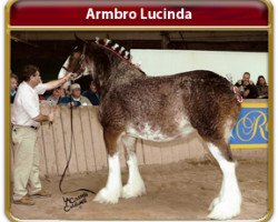 Zuchtstute Armbro Lucinda (Clydesdale, 2001, von Hatfield Sir William)