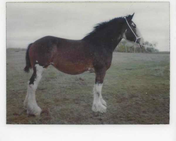 Zuchtstute Howanna Royal Star (Clydesdale, 1980, von Royal Gift)