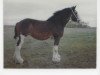 Zuchtstute Howanna Royal Star (Clydesdale, 1980, von Royal Gift)