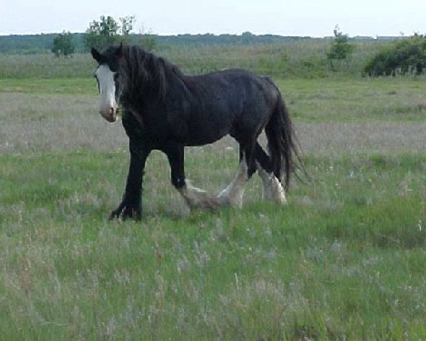 stallion Armbro King (Clydesdale, 1989, from Hill Topper Chris)