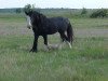 Deckhengst Armbro King (Clydesdale, 1989, von Hill Topper Chris)