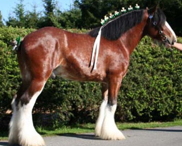 Deckhengst Armbro Commander (Clydesdale, 2002, von Hatfield Sir William)