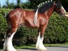 Deckhengst Armbro Commander (Clydesdale, 2002, von Hatfield Sir William)