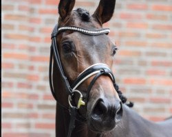 dressage horse Flavió (Hanoverian, 2015, from Tannenhof's Fahrenheit)