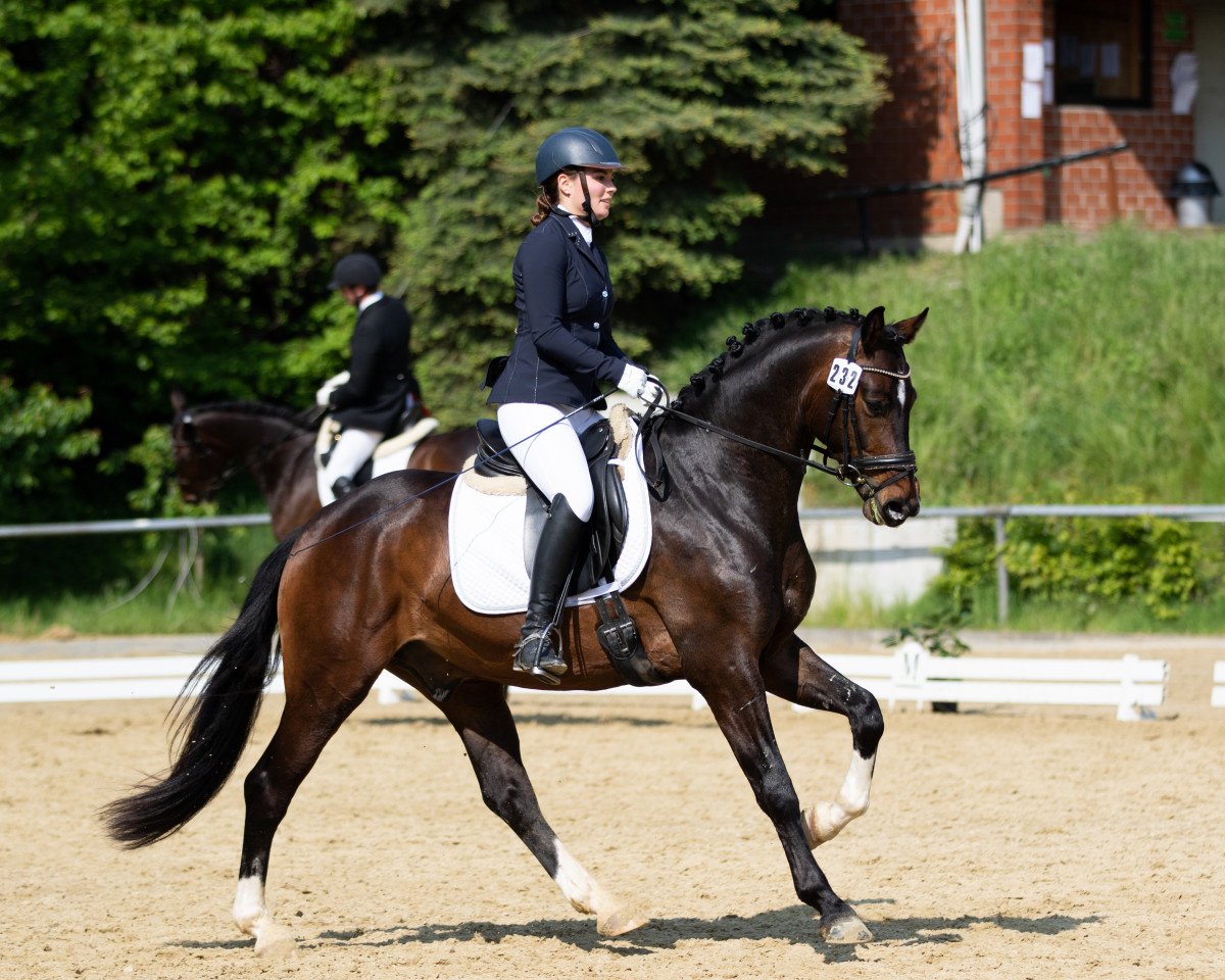 dressage horse Goldberg's Little Boy (Westphalian, 2015, from Goldberg)