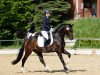 dressage horse Goldberg's Little Boy (Westphalian, 2015, from Goldberg)