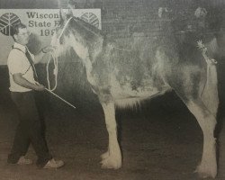 broodmare Thistle Ridge Argyll Silken (Clydesdale, 1992, from Commander Mark Argyll)