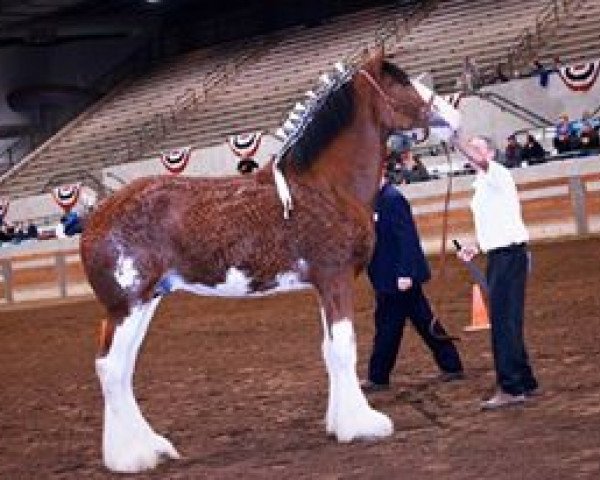 Deckhengst Armbro Andrew (Clydesdale, 2010, von 2S Shea's Argyl Hunter)