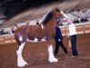 Deckhengst Armbro Andrew (Clydesdale, 2010, von 2S Shea's Argyl Hunter)