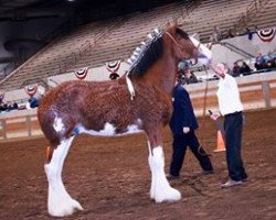 stallion Armbro Andrew (Clydesdale, 2010, from 2S Shea's Argyl Hunter)