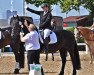 dressage horse Esther Fan'e Aldedyk (Friese, 2009, from Loadewyk 431)