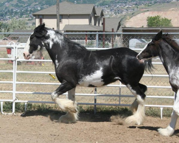 Zuchtstute Armageddon's Mistress Sapphira (Clydesdale, 2001, von Armageddon's Lord Samson)