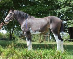 stallion Armageddon's Lord Nathan (Clydesdale, 2010, from Solomon's Tim)