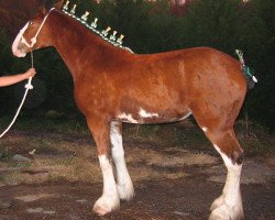 Zuchtstute Armageddon's Mistress Ximena (Clydesdale, 2002, von Northwest Glenords U.R. Arrow)