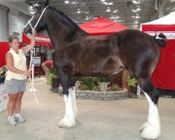 Zuchtstute Armageddon's Mistress Tami (Clydesdale, 2009, von Solomon's Tim)