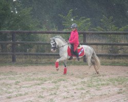 dressage horse Joni Top Toy´s Jack Daniels (KWPN (Royal Dutch Sporthorse), 2010, from Nicton Carreg)