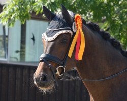 dressage horse Fratelino (Rheinländer, 2013, from Fürst Remus)