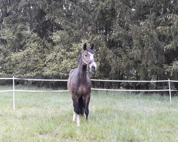 Dressurpferd Quinoua (Luxemburgisches Reitpferd, 2008, von Quintessence van de Laarse Heide)