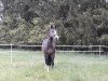 dressage horse Quinoua (Luxembourg horse, 2008, from Quintessence van de Laarse Heide)