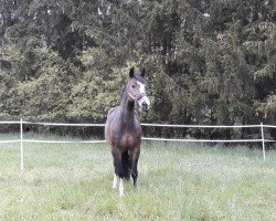 dressage horse Quinoua (Luxembourg horse, 2008, from Quintessence van de Laarse Heide)