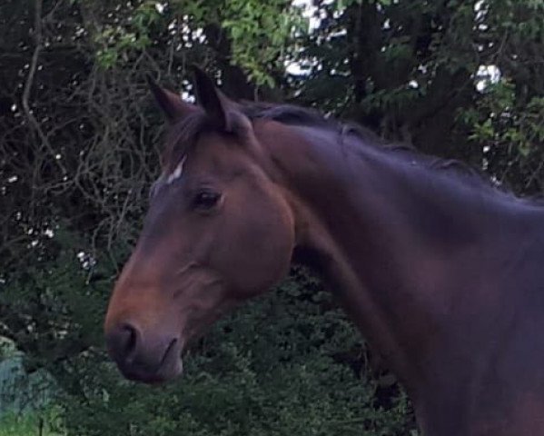 broodmare Cherry Moon (German Sport Horse, 2007, from Con Sherry)