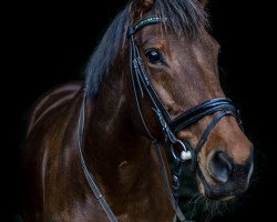 Zuchtstute Bianka D'Ariel (Ungarisches Warmblut, 2005, von Kalimeris d'Ariel)