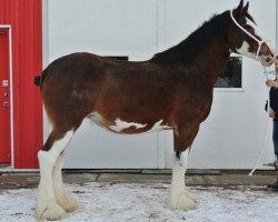 Zuchtstute Armageddon's Mistress Sharona (Clydesdale, 2010, von BFC Dante's Triton)