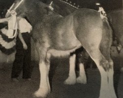 broodmare Armageddon's Mistress Ruth (Clydesdale, 1987, from Solomon's Commander)