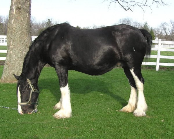 broodmare Armageddon's Mistress Priscilla (Clydesdale, 1992, from Broadlea Classic Joe)