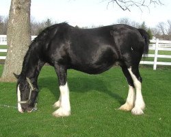 Zuchtstute Armageddon's Mistress Priscilla (Clydesdale, 1992, von Broadlea Classic Joe)