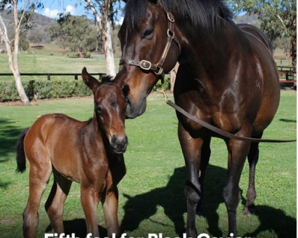 horse Invincible Caviar xx (Thoroughbred, 2018, from I Am Invincible xx)