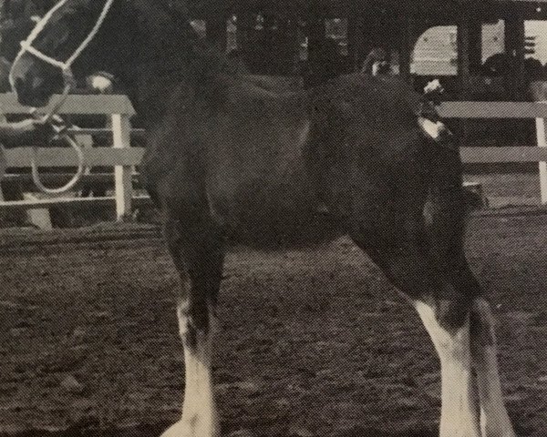 Zuchtstute Armageddon's Mistress Naomi (Clydesdale, 1987, von Solomon's Commander)