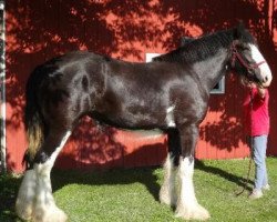 Zuchtstute Armageddon's Mistress Myra (Clydesdale, 2013, von Westedge Major's Lucky)