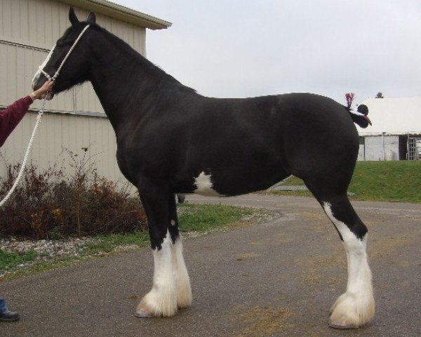 broodmare Armageddon's Mistress Michal (Clydesdale, 2010, from Donegal Danny Boy)