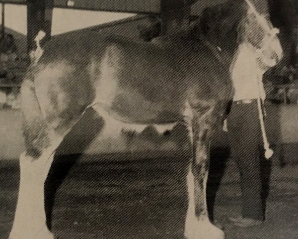 broodmare Armageddon's Mistress Martha (Clydesdale, 1995, from Solomon's Commander)