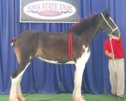 Zuchtstute Armageddon's Mistress Maadai (Clydesdale, 2008, von Solomon's Tim)