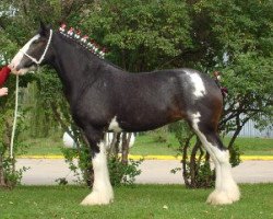 Zuchtstute Armageddon's Mistress Levana (Clydesdale, 2003, von Northwest Glenords U.R. Arrow)