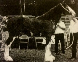 Zuchtstute Armageddon's Mistress Kefira (Clydesdale, 2002, von Northwest Glenords U.R. Arrow)