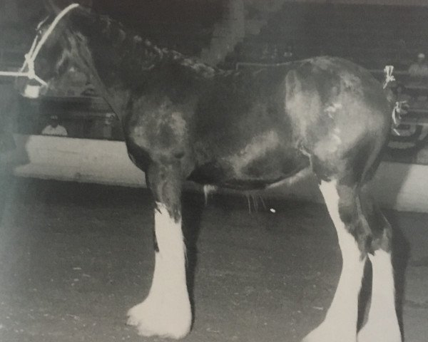 broodmare Armageddon's Mistress Joanna (Clydesdale, 1995, from Broadlea Classic Joe)