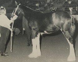 Zuchtstute Armageddon's Mistress Jessica (Clydesdale, 1994, von Broadlea Classic Joe)