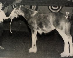 broodmare Armageddon's Mistress Deborah (Clydesdale, 1988, from Solomon's Commander)