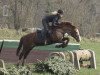 jumper Varell (New Forest Pony, 1998, from Van Gogh)