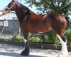 broodmare Armageddon's Mistress Davita (Clydesdale, 2001, from Armageddon's Lord Elijah)