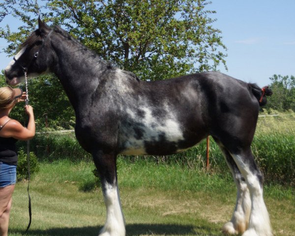 broodmare Armageddon's Mistress Dahlia (Clydesdale, 2008, from Donegal Danny Boy)