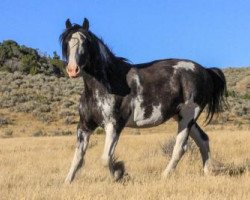 broodmare Armageddon's Mistress Azaria (Clydesdale, 2006, from Solomon's Tim)