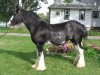 broodmare Armageddon's Mistress Ariel (Clydesdale, 1993, from Broadlea Classic Joe)